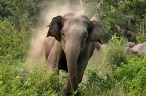 wild-elephant_3004302_835x547-m