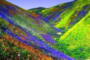 724549-valley-of-flowers-national-parks-