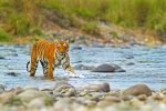 CORBETT-NATIONAL-PARK-150x100