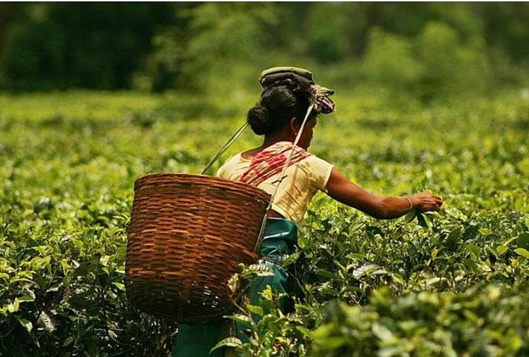 assam-tea-garden_1567747126