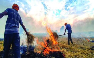 Stubble Burning: पराली जलाने में नंबर वन हैं पंजाब के ये 5 जिले, 10 हजार के पार है केस