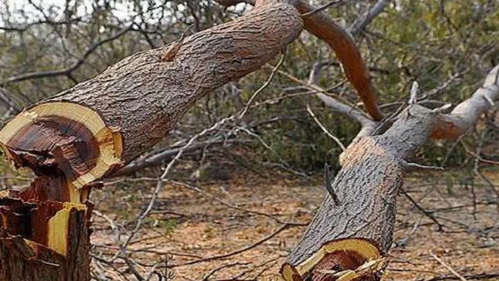 उत्तराखंड में 188 हेक्टेयर वनों पर चला दी गई जेसीबी, CAG Report से हुआ चौंकाने वाला खुलासा