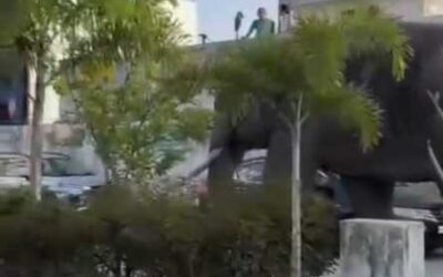 हरिद्वार के अस्पताल में घुसा जंगली हाथी मची अफरा-तफरी