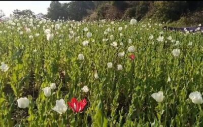 देवभूमि की वादियों में ये कैसी अवैध खेती, ड्रग्स की खुलती है राह, अब चला डंडा