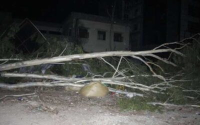 तेज आंधी-तूफान में पेड़ गिरने से महिला की मौत, देहरादून में हुआ हादसा