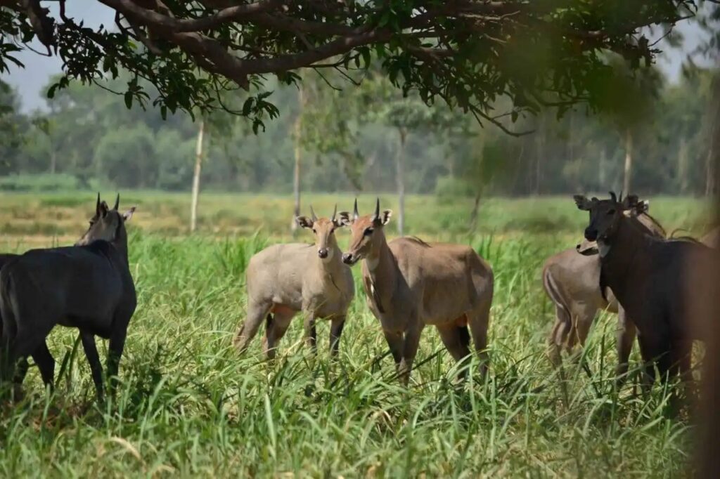 वन्य जीवों से नुकसान पर मुआवजे का दायरा बढ़ा